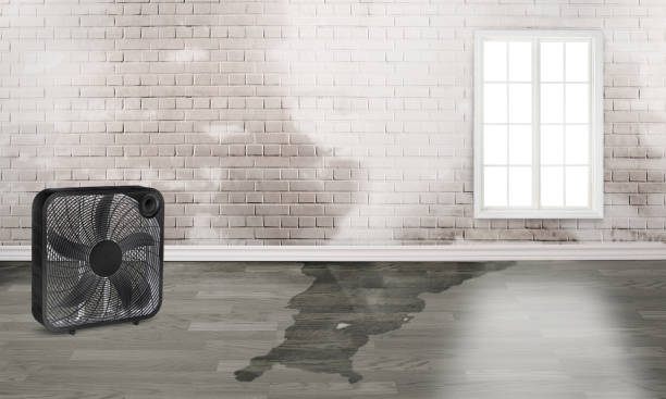 Best Mold removal after water damage  in Rogers, TX